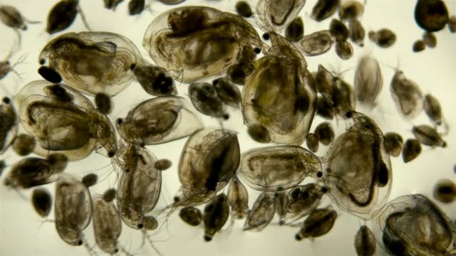 Zooplankton under the microscope. A colony of different plankton microorganisms in a drop of water. Daphnia, Cyclopidae, Bosmina - crustaceans living in seas, rivers, ponds. Located at the bottom of