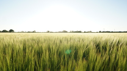 Tall Grass Field