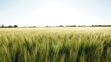 Obraz premium Tall Grass Field