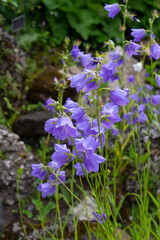 Fototapeta premium Flowering bush of large blue bells in the park on a summer day.