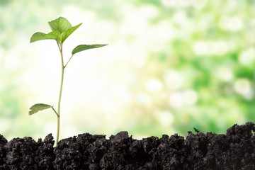 Growth of new life on  background