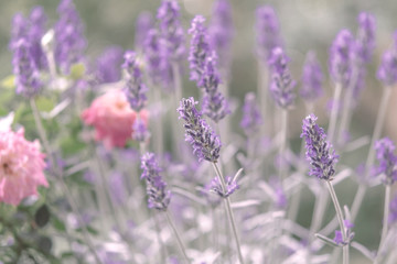 Lavendel mit Rosen