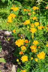 The plant kupavka blooms bright orange flowers in the garden