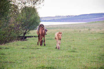 Mare with a foal on a meadow in summer day. Lake and a mountain with forest and red clay