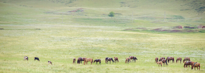 Herd of horses on rural road. Horse farm pasture with mare and foal. Panorama