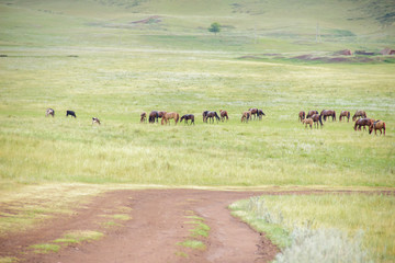 Herd of horses on rural road. Horse farm pasture with mare and foal. Summer day landscape