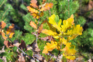 Colorful oak autumn leaves in the forest