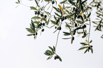 Olives on branch. Olive trees garden, mediterranean olive field. Olives in various stages of...
