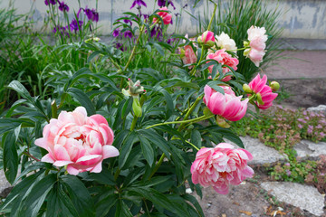 Peonies. Large and beautiful flowers of pink peony and a bush of purple irises bloom against the background of green leaves in the garden near the house on a summer day.