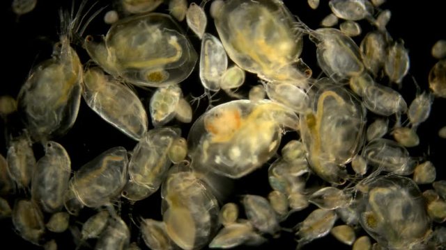 Zooplankton under the microscope. A colony of different plankton microorganisms in a drop of water. Daphnia, Cyclopidae, Bosmina - crustaceans living in seas, rivers, ponds. Located at the bottom of