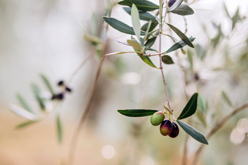 Olives on branch. Olive trees garden, mediterranean olive field. Olives in various stages of...
