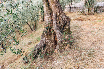 Olives on branch. Olive trees garden, mediterranean olive field. Olives in various stages of...