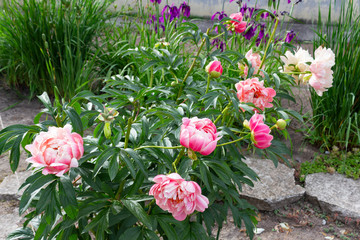 Peonies. Large and beautiful flowers of pink peony and purple iris bloom against the background of green leaves in the garden on a summer day.