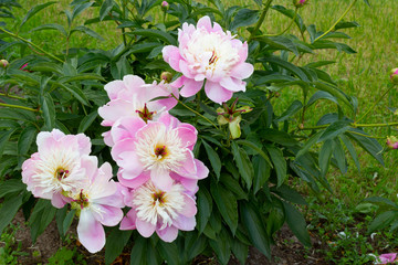 A large beautiful bush of peonies with many pink large flowers adorns the garden on a summer day.