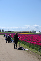 Fototapeta premium painting the tulips