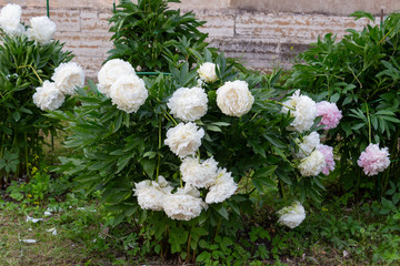 A large beautiful bush of peonies with lots of white large flowers adorns the garden on a spring day.