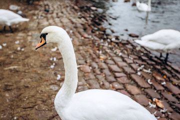 White swans in river Vltava. Prague architecture background. Water reflection. View of the swans at Charles Bridge.