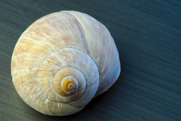 circonvolutions d'une coquille d'escargot en plan rapproché ; colimaçon