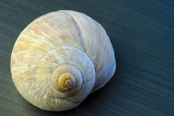 Poster circonvolutions d'une coquille d'escargot en plan rapproché   colimaçon © Frederic Hodiesne