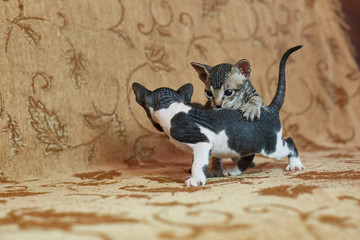 two gray sphinx kittens playing with each other.