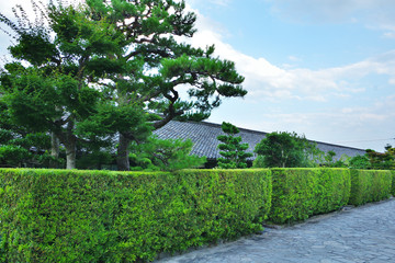御城番屋敷の立派な松