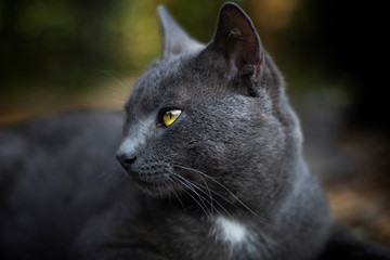 portrait of grey cat