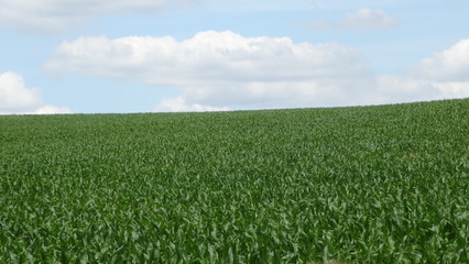 Fototapeta na wymiar champs de maïs
