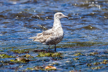 Seagull in the water.