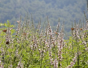 flowers in field