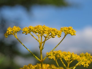 オミナエシの花のアップ