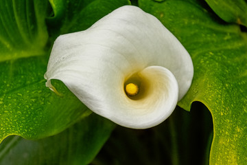 Zantedeschia aethiopica also known as calla lily and arum lily is a species in the family Araceae - Dinard, France