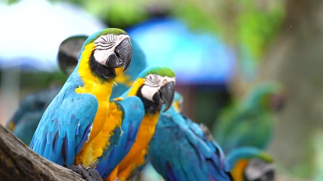 Group of colorful macaw on tree branches