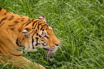 tigers strolling and relaxing in a green meadow with rocky walls