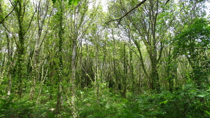 forêt