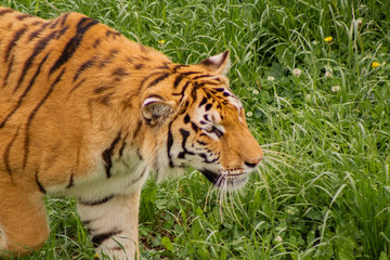 Fototapeta premium tigers strolling and relaxing in a green meadow with rocky walls