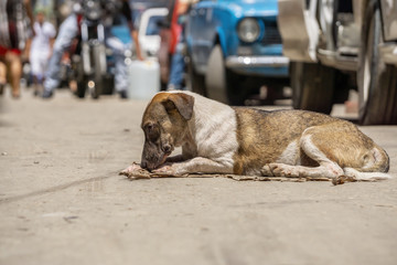 Obraz premium Poor, unwanted, homeless dog in the Streets of Old Havana City, Capital of Cuba, during a sunny day.