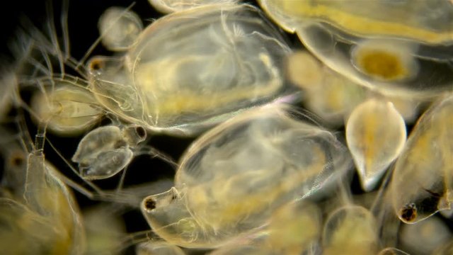 Zooplankton under the microscope. A colony of different plankton microorganisms in a drop of water. Daphnia, Cyclopidae, Bosmina - crustaceans living in seas, rivers, ponds. Located at the bottom of