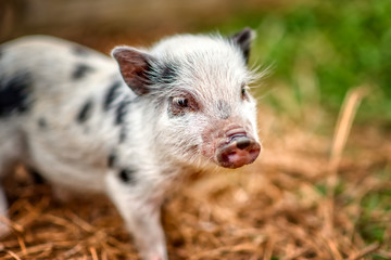 Eight week old Juliana pigs.