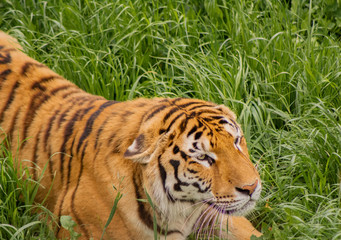 tigers strolling and relaxing in a green meadow with rocky walls
