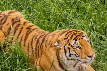 tigers strolling and relaxing in a green meadow with rocky walls