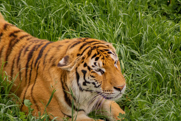 Fototapeta na wymiar tigers strolling and relaxing in a green meadow with rocky walls