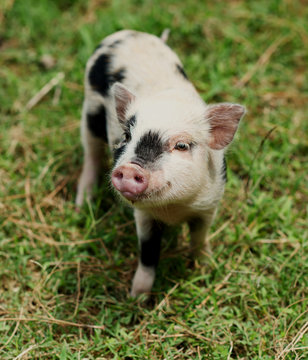 Eight week old Juliana pigs.