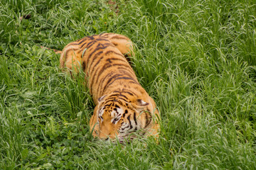 tigers strolling and relaxing in a green meadow with rocky walls