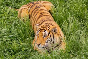 tigers strolling and relaxing in a green meadow with rocky walls