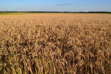golden wheat field