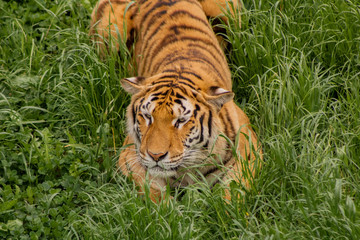 tigers strolling and relaxing in a green meadow with rocky walls