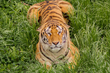 tigers strolling and relaxing in a green meadow with rocky walls