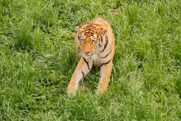 tigers strolling and relaxing in a green meadow with rocky walls