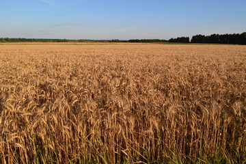 golden wheat field