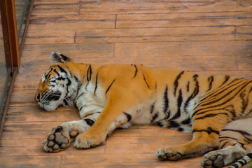 tigers strolling and relaxing in a green meadow with rocky walls